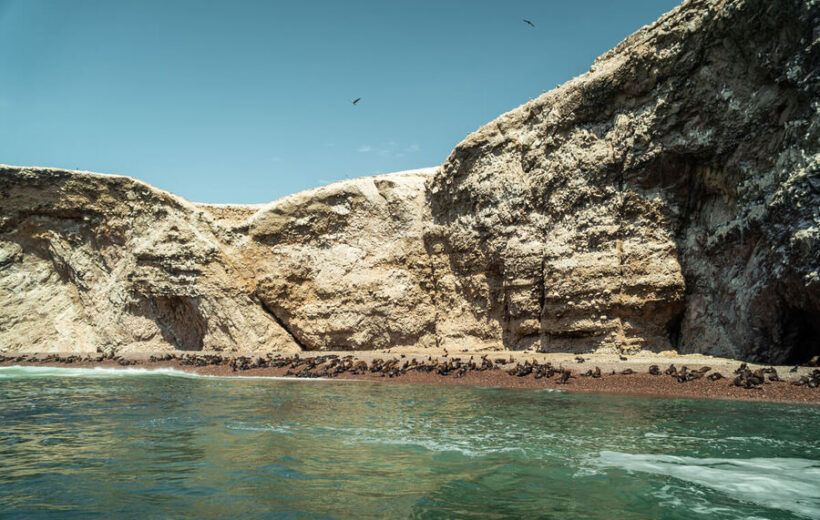 Tour Islas Ballestas & Reserva de Paracas desde Ica