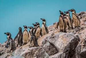 Tour Islas Ballestas