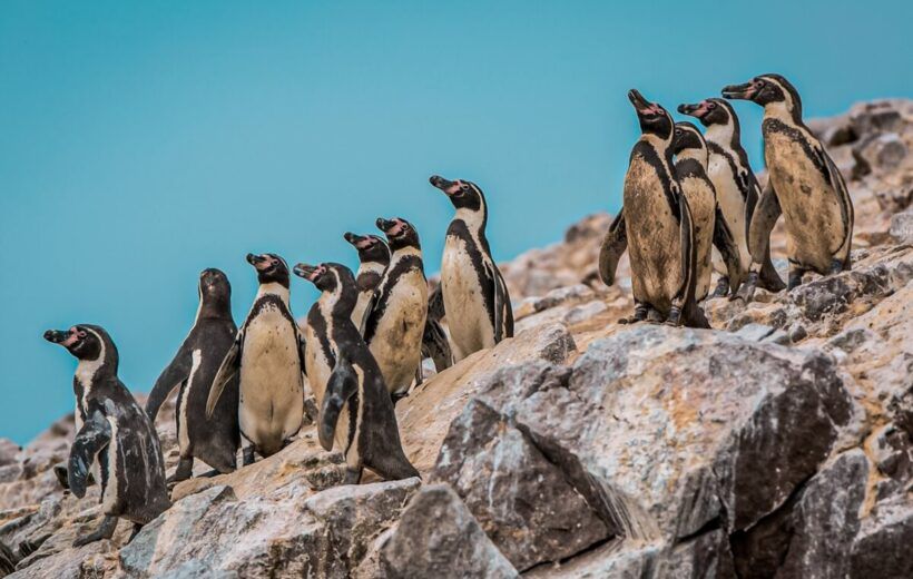 Tour Islas Ballestas